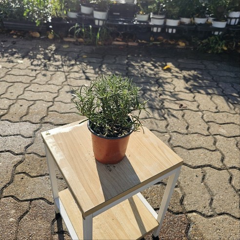 향긋한 로즈마리 허브로 일상에 싱그러움을 더하세요