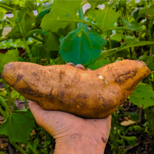 장인 재배 끝판왕 무적 야콘, 1개, 10kg (즙용)