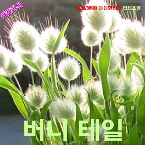 팝플라워 버니테일 (토끼꼬리풀) 씨앗 15립, 1개