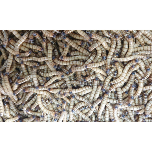 성충 안되는 살아있는 슈퍼밀웜 4~5cm 500마리 1000마리 안전포장, 1개