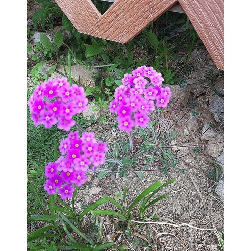 멀티 충전, 이젠 엉킨 선들과 작별! 평창 5포트 충전기로 깔끔하게 해결하세요 털도끼와드래곤