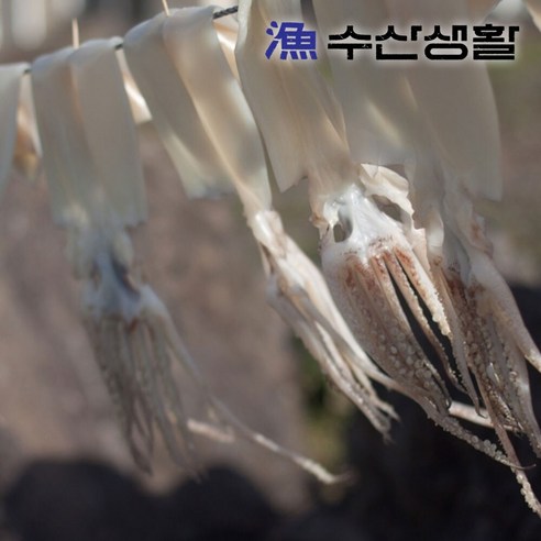[수산생활] 반건조 피데기 오징어 350g (5미)