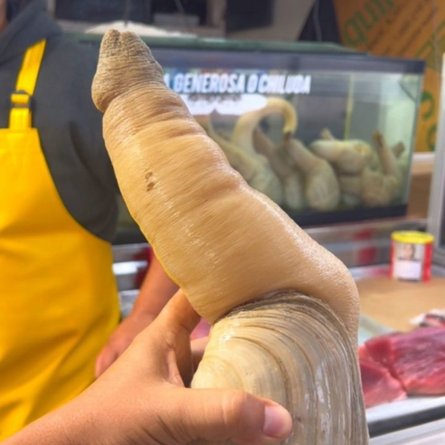 거제의 숨결, 자연산 코끼리 조개의 황홀경에 빠지다 코끼리조개