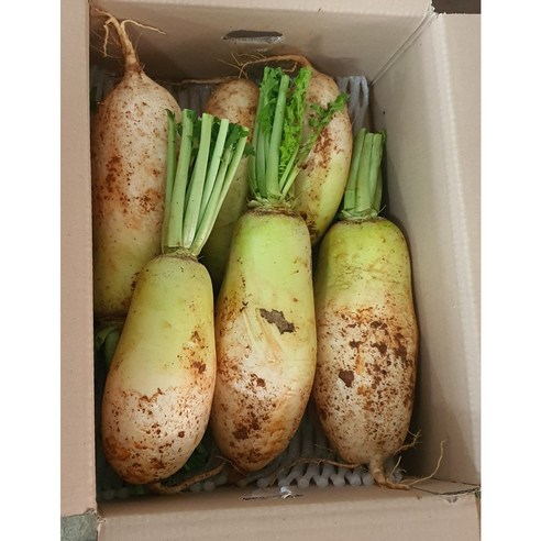 알뜰농장 다발무 작업된 황토밭 햇무 최상품 3수/6수 사이 (5-9kg 내외), 황토밭  햇무  3..., 1개