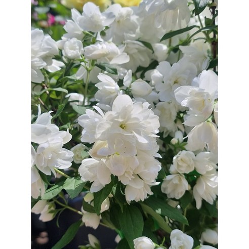 일상에 활력을 더하는 스노우벨 겹고광나무, 당신의 공간에 작은 행복을 심어보세요.