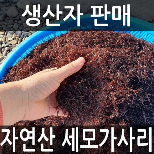 달빛바다수산 자연산 완도 세모가사리, 1팩, 200g 모듬해초 달빛바다수산 자연산 완도 세모가사리, 1팩, 200g 모듬해초