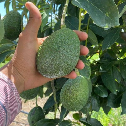 프리미엄 최상급 아보카도로 건강과 맛을 모두 잡으세요