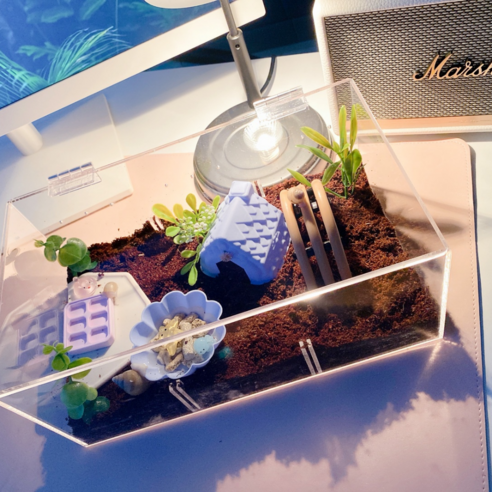 사랑스러운 반려 달팽이를 위한 완벽한 선택