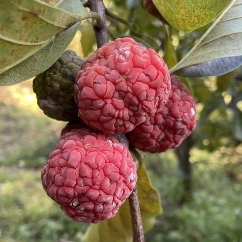 자연이 선물한 건강한 달콤함, 무농약 햇 꾸지뽕 열매