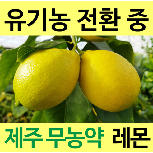 [통째로 레몬] 제주 무농약 레몬 3kg 5kg 10kg 껍질까지 통째로 먹는 레몬, 1박스, 제주 친환경 무농약 레몬 3kg