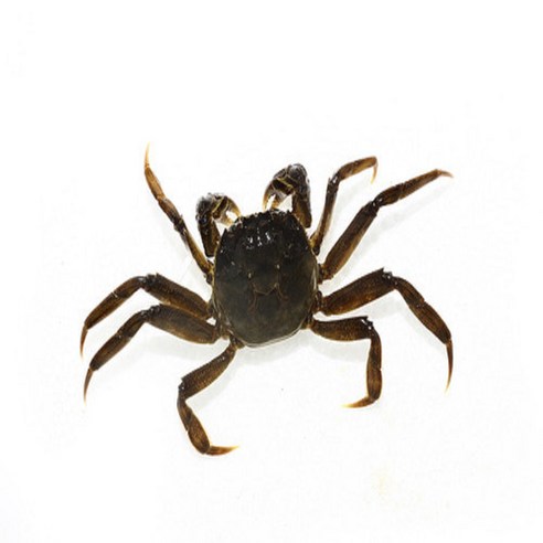 참게 (갑장 3~4cm 전후), 1개