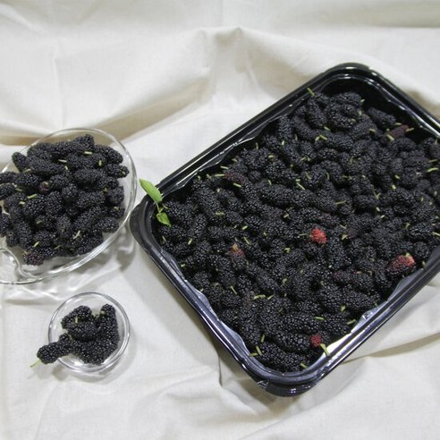당일 수확한 국내산 경남 진주 햇 오디 1kg, 1개 오디즙 당일 수확한 국내산 경남 진주 햇 오디 1kg, 1개 오디즙