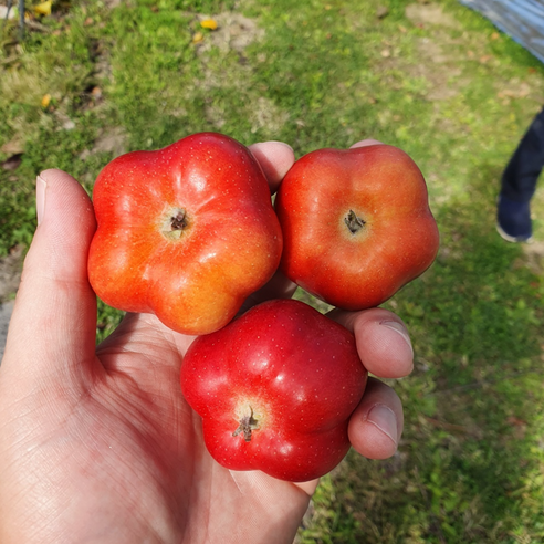 재밌는 모양에 맛까지 풍부한 영주 별사과/별사과즙, 1박스, 별사과 사과즙 3kg 1박스