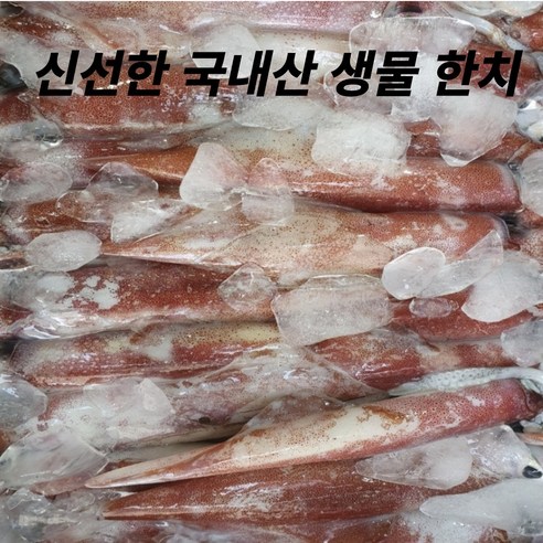 국내산 신선한 한치 횟감용 (생물), 1개