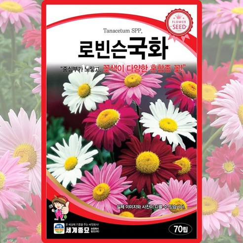 세계종묘 로빈슨국화 씨앗 70립 혼합종 국화 다년생 꽃씨 종자, 1개