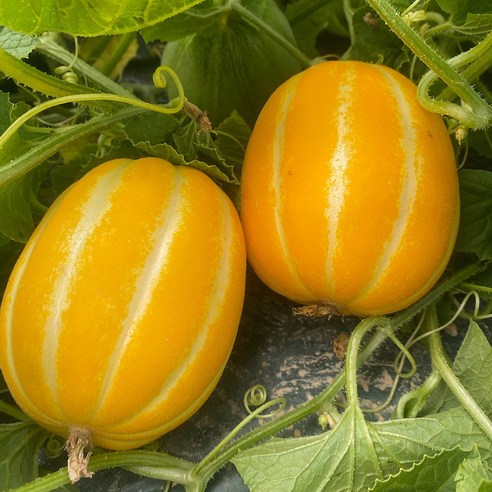 성주 꿀참외 실속형 못난이 사이즈혼합, 1개, 2kg 과일 성주 꿀참외 실속형 못난이 사이즈혼합, 1개, 2kg 과일