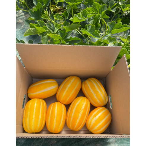 달콤하고 아삭한 뭉치네 참외: 여름철 필수 과일