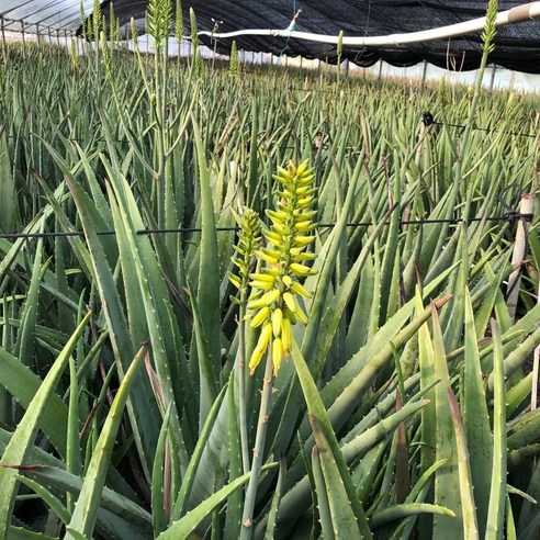 거제의 자연을 담은 알로에