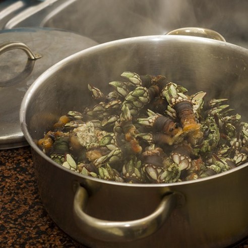 쫄깃쫄깃의 신선한 만재도 거북손으로 고소한 식사의 기쁨을 만끽하세요!