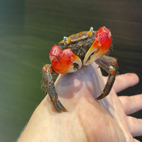 🦀 키우는 재미 쏠쏠! 싱싱한 도둑게 스마일크랩 준성체, 당신의 새로운 친구가 되어줄 거예요! 뱀파이어크랩