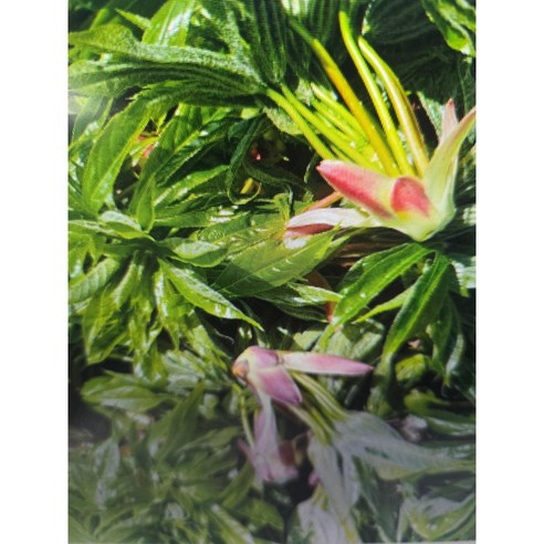 [예약판매] 평창 자연산 개두릅 참두릅 두릅 엄나무순 1kg