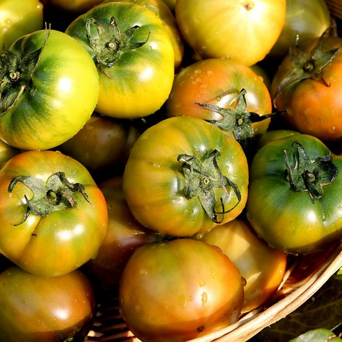 짭짤한 행복, 당도선별 대저토마토의 황홀경 당도선별대저토마토