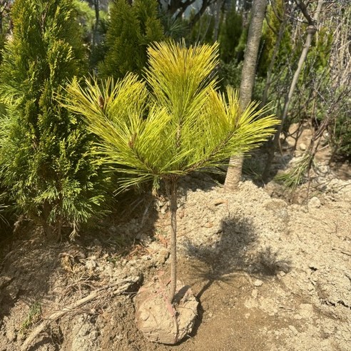 자연의 신비를 간직한 황금소나무