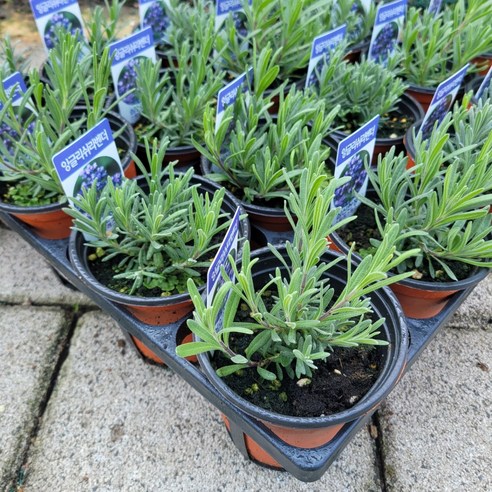 잉글리쉬 라벤더로 향기로운 일상과 나만의 작은 정원을 가꾸세요.