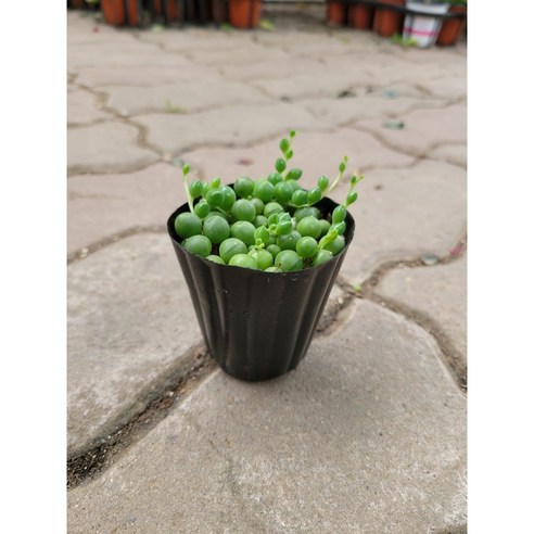 작은 변화로 삶의 활력을 되찾다, 콩난녹영 미니소품