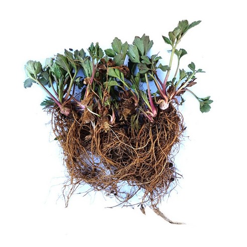 정원의 숨겨진 보석, 삼잎국화 겹꽃 종근으로 피어나는 풍요로운 아름다움 삼잎국화모종