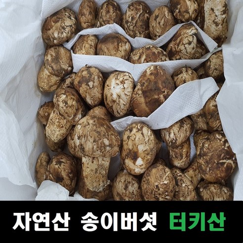 송이버섯 자연산 냉동송이버섯 터키산, 구이전골용 슬라이스, 1개