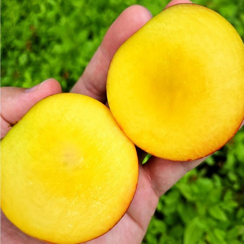 당도선별 과즙뚝뚝 천도복숭아 맛있는 복숭아 2kg, 1박스, 소과 2kg