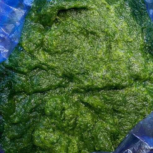 바다애수산 감태 0.5kg 1박스 생감태 찰감태 물감태 바다애수산 감태 0.5kg 1박스 생감태 찰감태 물감태