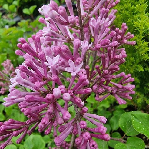 향기로운 봄을 기다리는 설렘, 트리앤 미스김 라일락