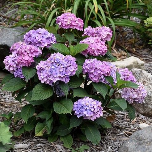 목하원예조경 수국나무 (블룸스트러크) 5치포트, 1개