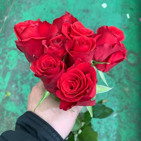 빨간장미 생화 할인가격, 총평가수 27개, 생화 타입은 생화이며, 색상계열은 레드계열입니다.