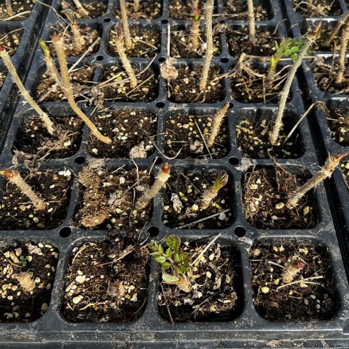 향긋한 봄, 우리 집 정원에서 즐기는 참두릅!