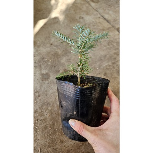 삭막한 일상에 숨 쉬는 초록을! 구상나무 한 그루가 가져다 준 놀라운 변화 구상나무