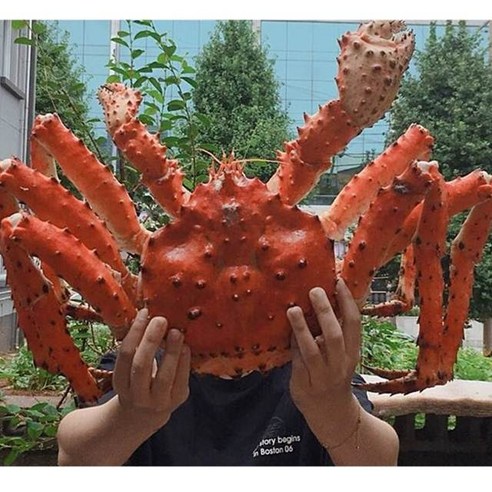 입에서 녹아드는 살아가는 활 킹크랩으로 최고의 맛과 가성비를 경험하세요.