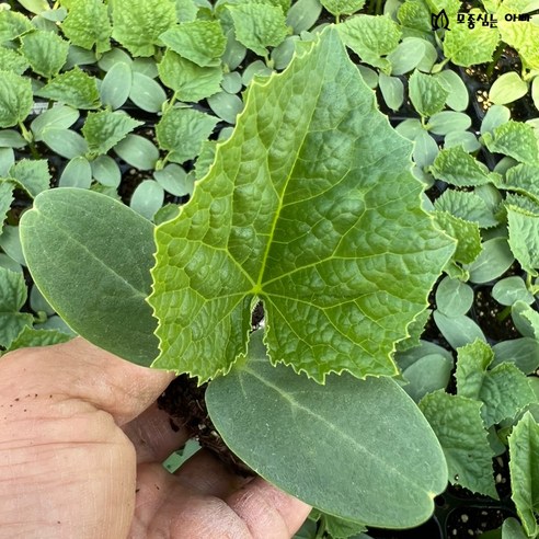 텃밭 초보도 오이 풍년! [모종심는아빠] 백다다기오이 모종으로 싱싱한 오이를 직접 키워보세요.