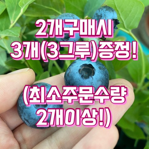 블루베리 묘목으로 정원에서 달콤한 행복을 시작하세요.