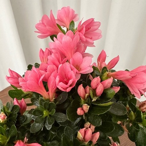 방울철쭉 1+1 온정원 꽃화분 봄꽃 공기정화식물
