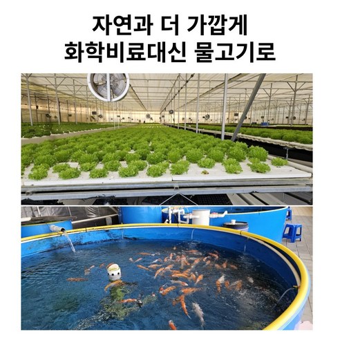 건강하고 다양한 유럽 샐러드 상추로 맛있는 요리를 만드세요