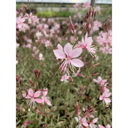 정열적인 붉은 물결, 골드씨드 가우라 빨강으로 정원을 화려하게!