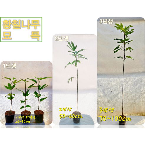 황칠나무 묘목으로 집에서 즐기는 숲캉스