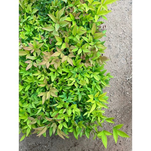 남천 1년생 모종 105구 트레이묘 공기정화 식물 거실화분 울타리나무, 1개
