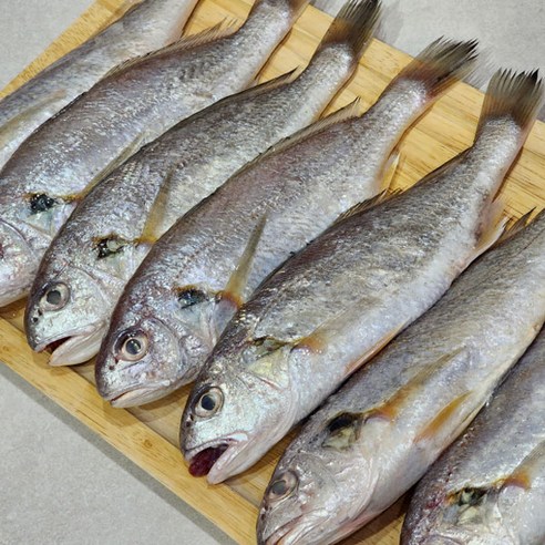 생물 백조기 1kg(5~8마리 내외)