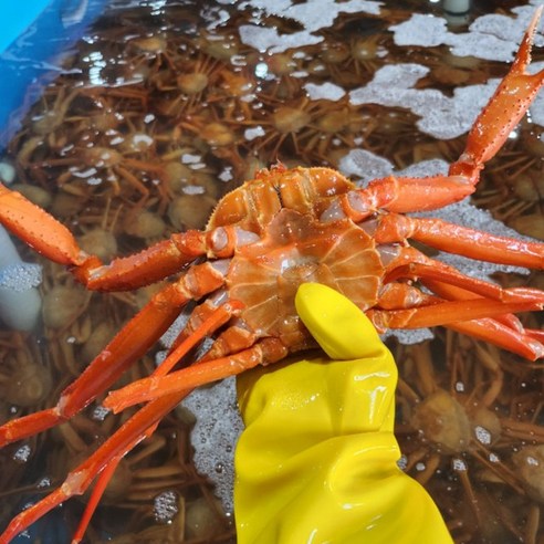 🦀 꽉 찬 살과 풍미! 러시아 활 타이탄 홍게, 후회없는 선택일까? (솔직 후기) 타이탄홍게