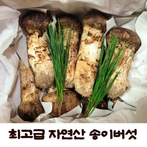 (버섯관련교육 전문가업체) 최고급 자연산 송이버섯 국내산 송이버섯 자연산송이버섯 송이버섯선물세트, 3등품500g, 1개