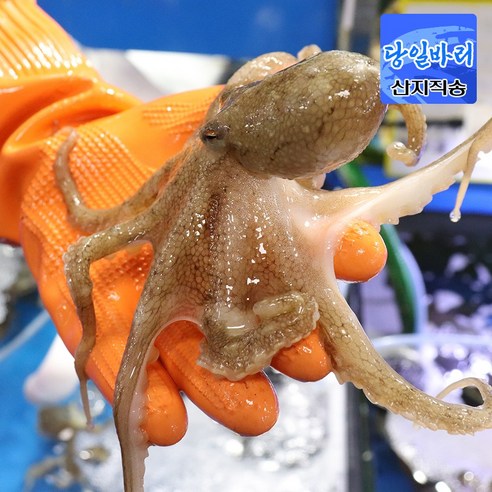 봄의 전령사, 서해안 태안 알배기 쭈꾸미로 미식 경험을 깨우다 알쭈꾸미